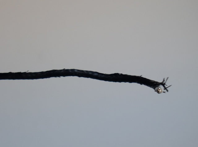 High Heat Single Conductor Plastic Covered Black Fixture Wire